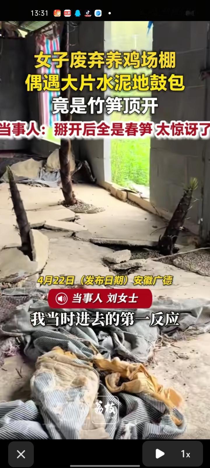 4月21日，宣城广德市。女子发视频表示，在废弃养鸡棚没发现大片水泥地鼓包，父亲掰