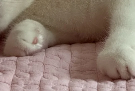 我是猫