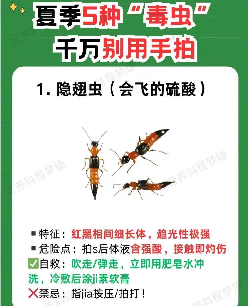 着了，我来到大化，接待我的第一批隐翅虫，第一次遇到，着了，这种虫不要让他爬到你皮