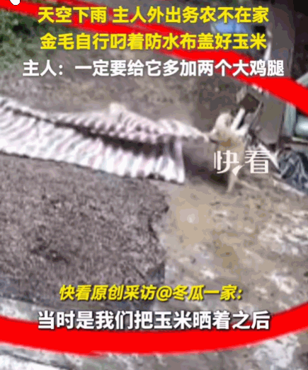 万物皆有灵！广东，下着倾盆大雨。主人正在外务农，家里空无一人。他家的金毛看到院子