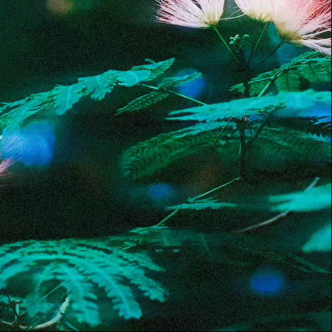 早安 ᵕ̈  ᴹᴼᴿᴺᴵᴺᴳ 🌵 愿所有的早安都有回应，愿心中所愿都将被实现。
