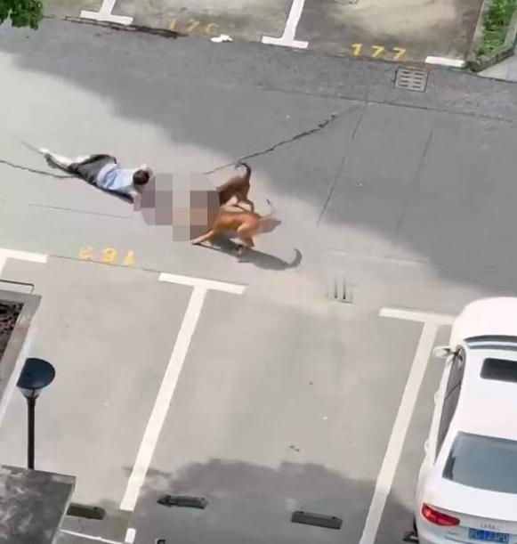 上海青浦幼童被咬伤，犬主被刑事立案——3100亿宠物经济终于撞上了公共安全的墙