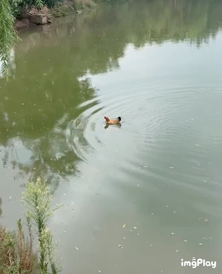 🐔水陆空全能选手 