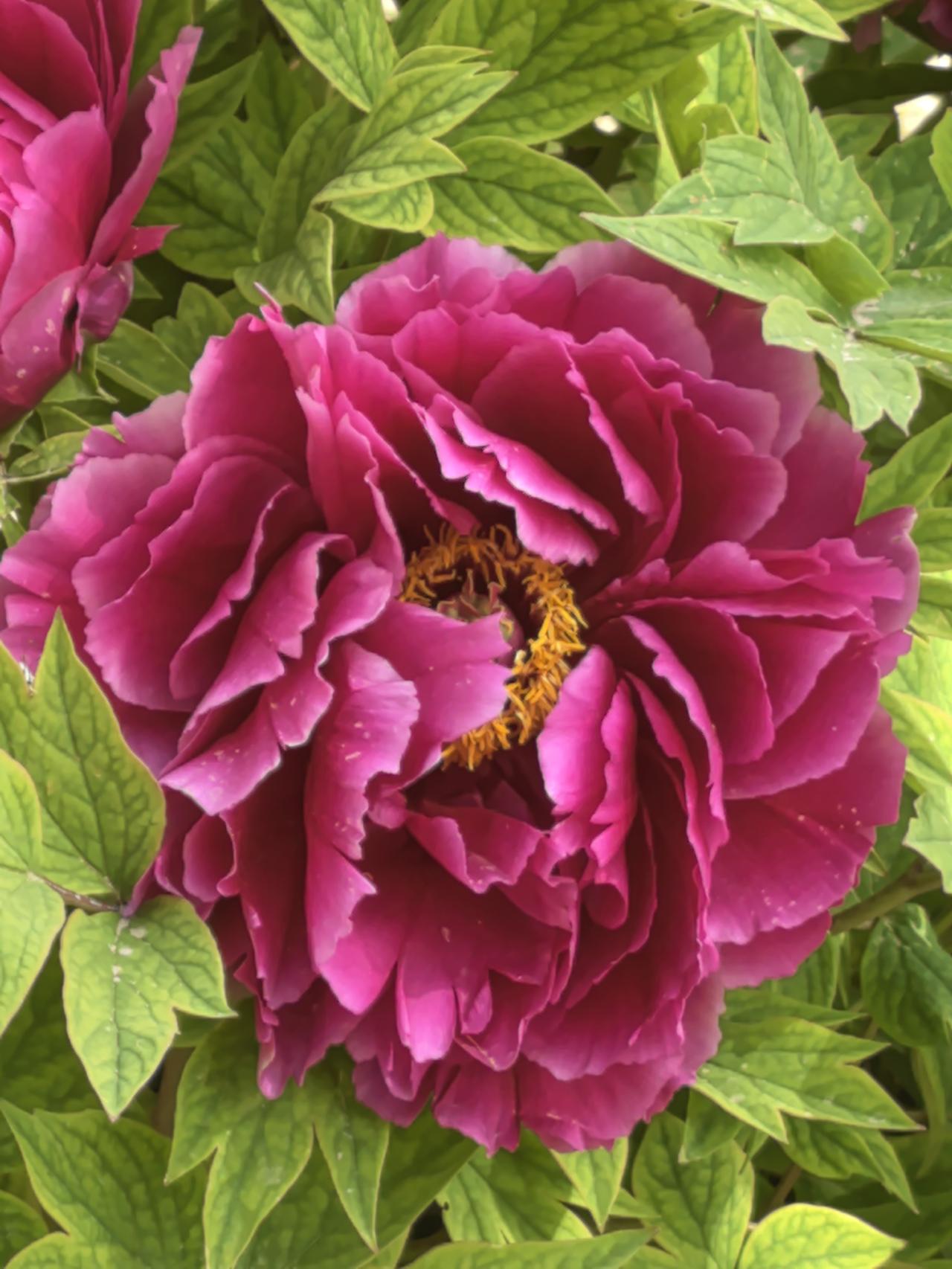 见此牡丹，诸事顺遂，所愿皆成。