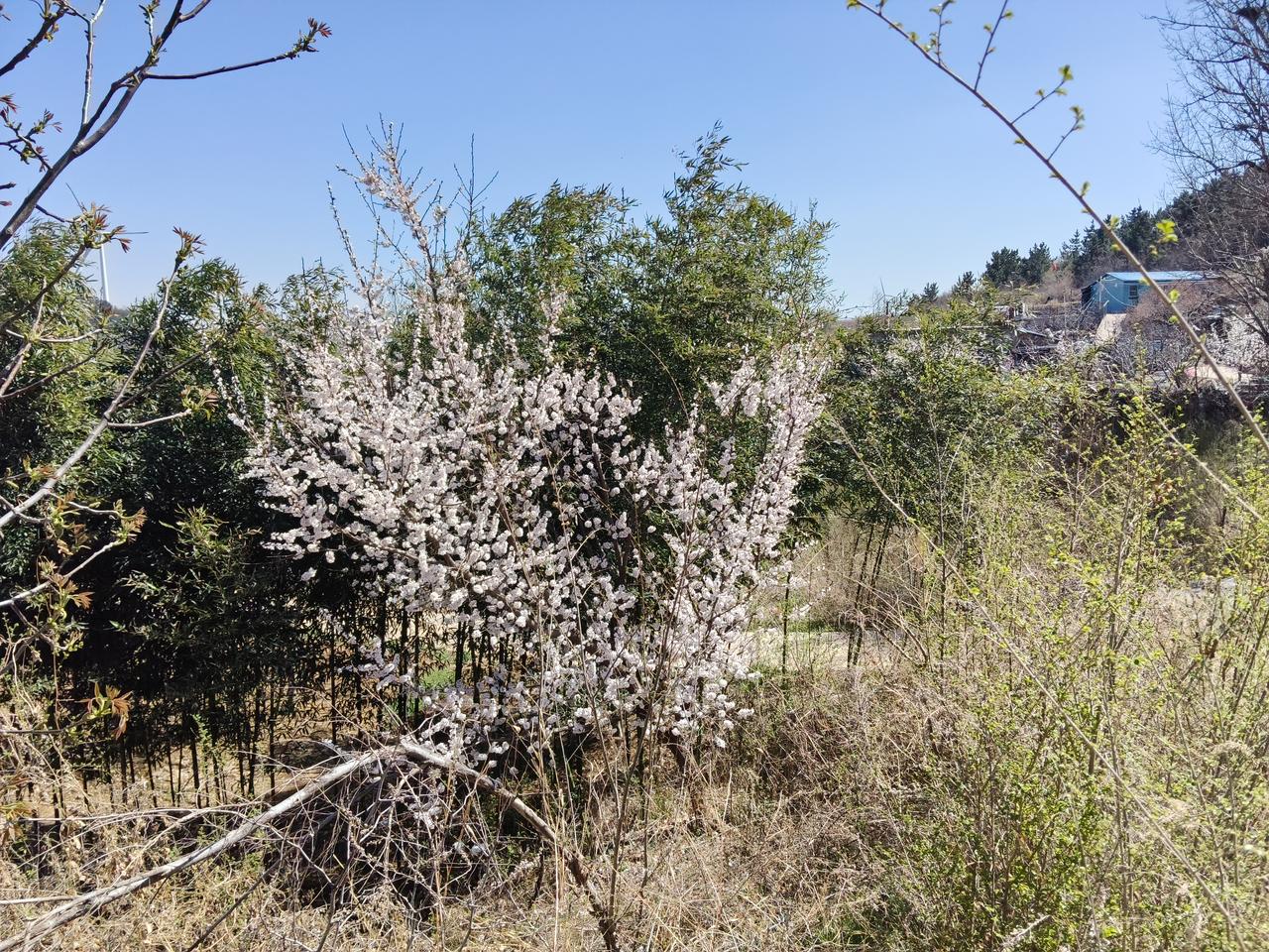 女孩们为什么更喜欢小混混？


孟村杀妻案的主犯金某，在上学时就不是个省油的灯。