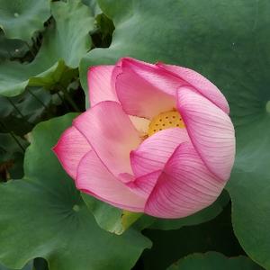 被遗忘的乡下人