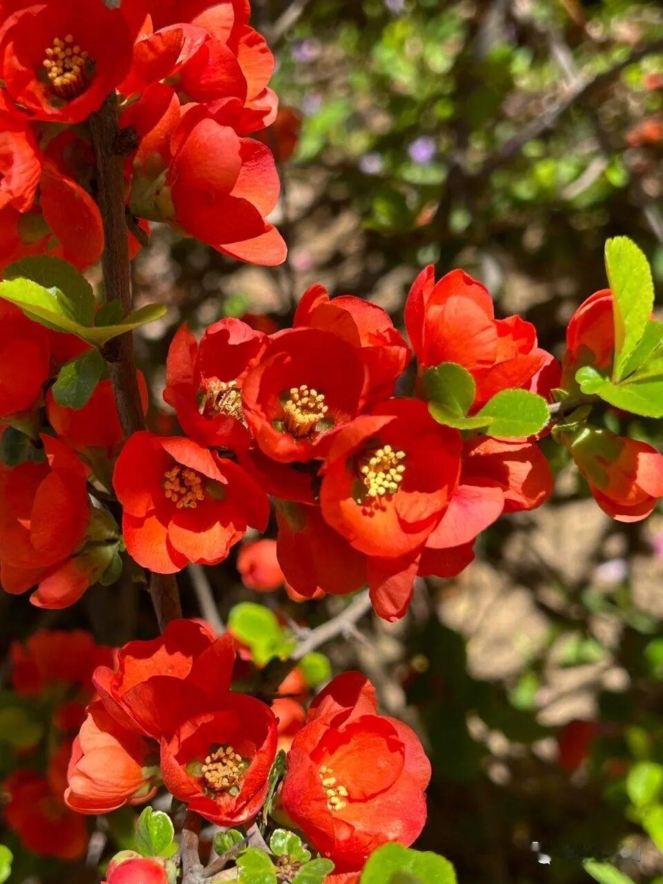 以下是我手机里存下的随手拍[爱慕]