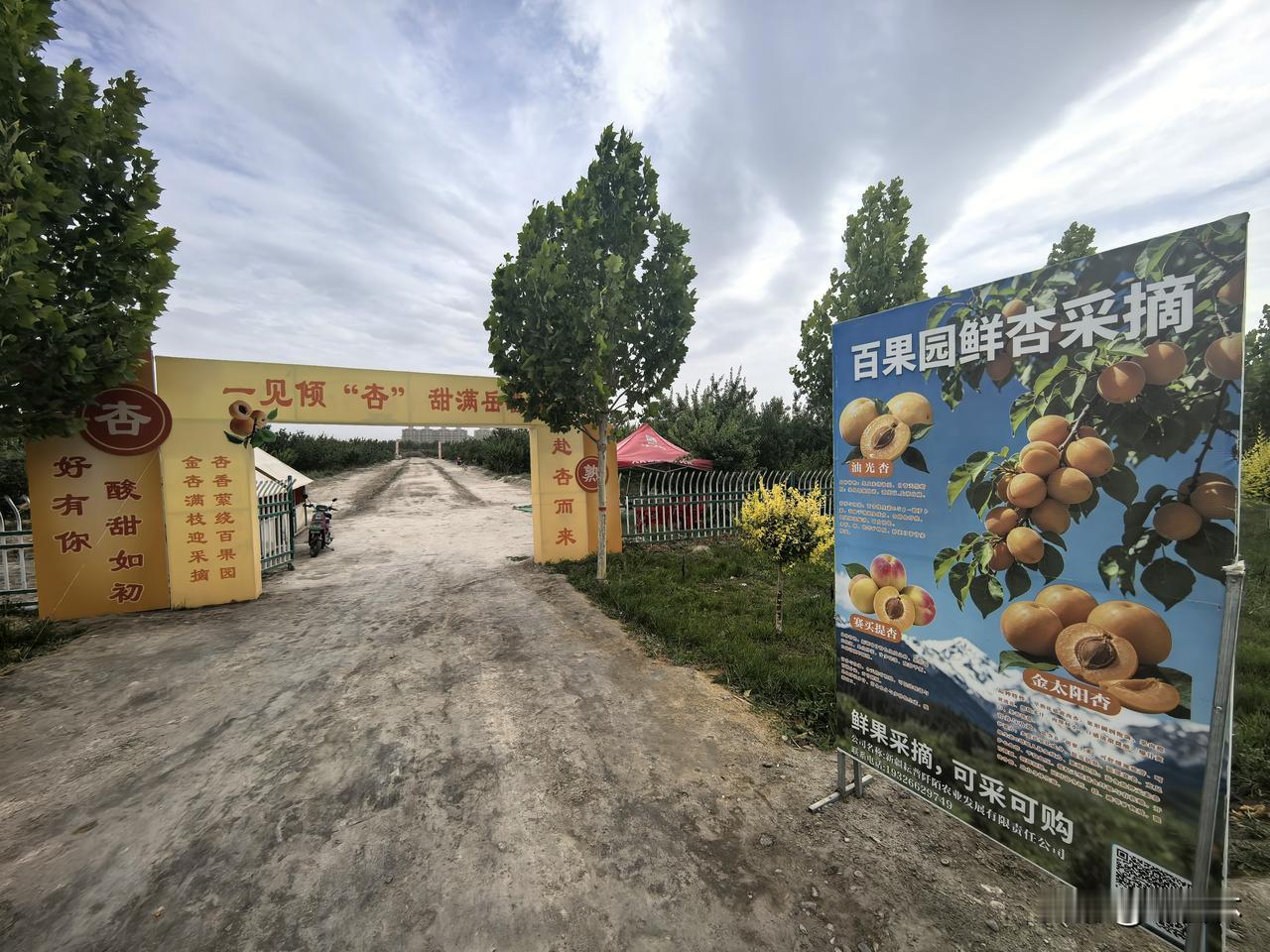 仲夏清风拂岳普，满园甜杏醉初夏。六月的新疆岳普湖县百果园迎来了一年一度的鲜杏丰收