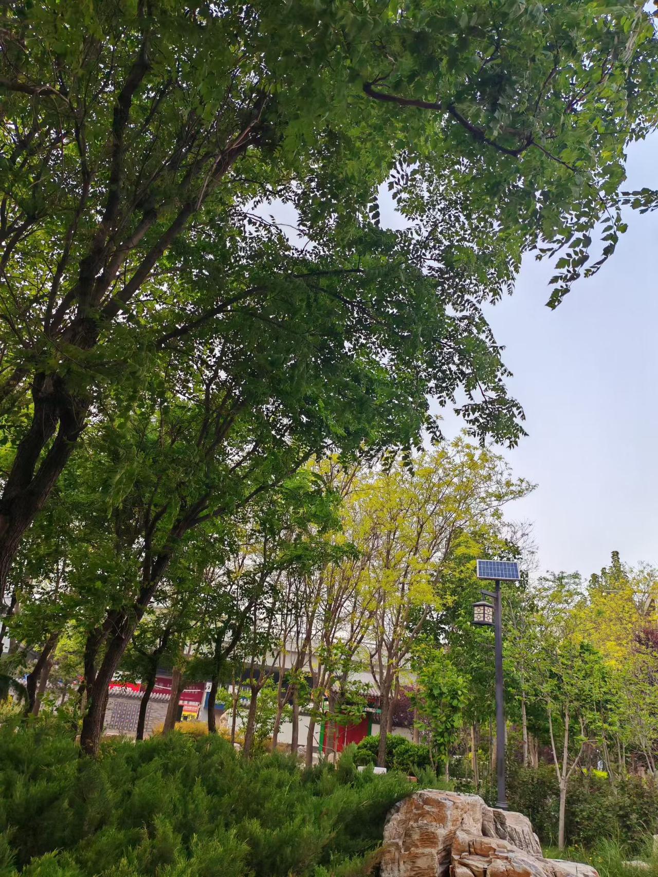 天低鸟声噪，
​人远车马稀。
​环顾所来径，
​绿枝风无依。
​茫然不知处，
​