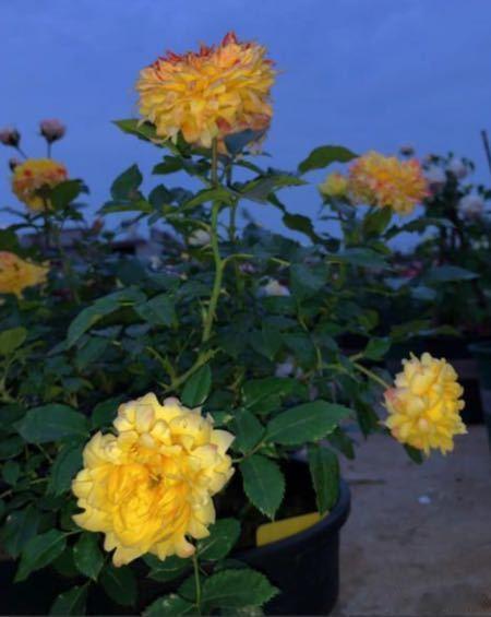 傻傻分不清是月季还是菊花月季cos完烟花又cos菊花 会因光照变色的月季，非“烟