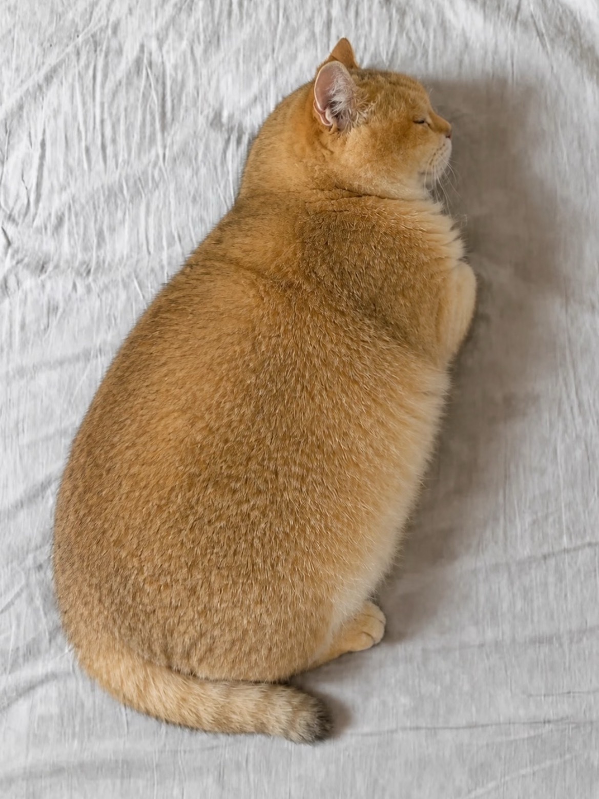 这是什么猫？ 