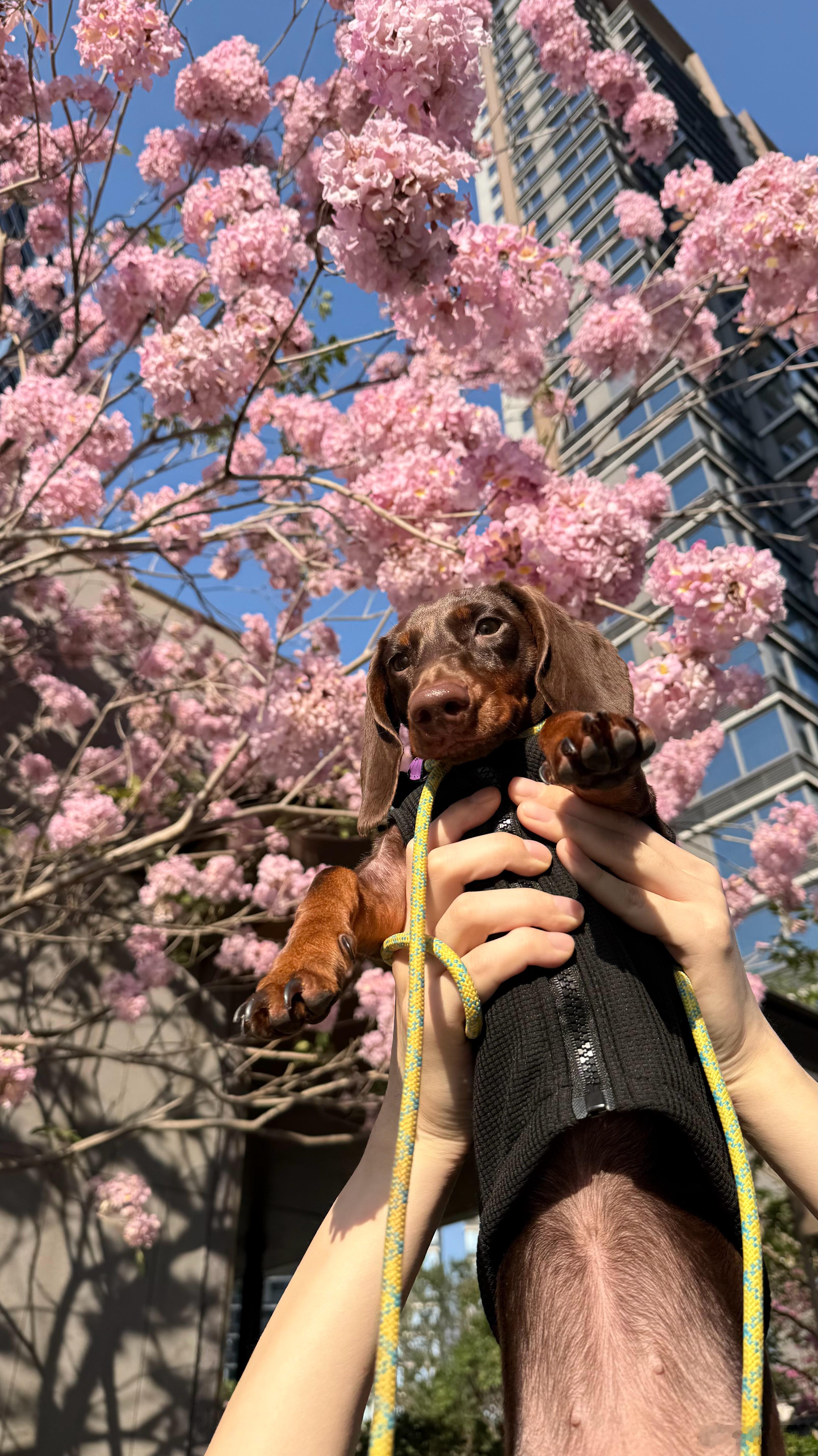 辛巴🦁哈哈哈 戒酒第七天 