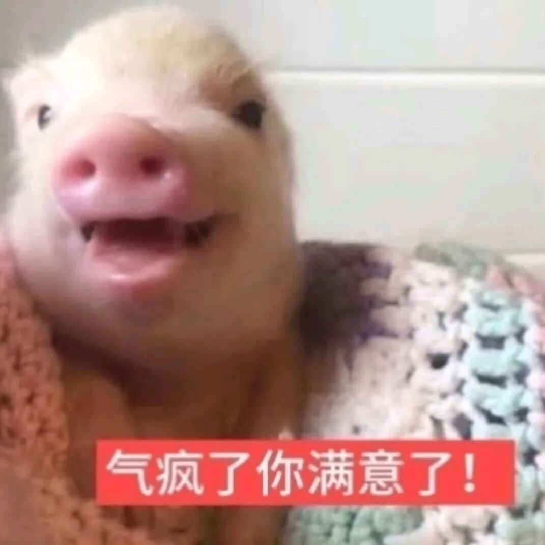 小猪表情包｜可爱表情包｜有趣表情包｜审猪积累🐽🐷 