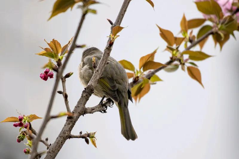 续诗(一)
悠然独倚坐窗前，
淡雅花枝伴我闲。
心随风动无尘念，
胸内翻滚有诗篇