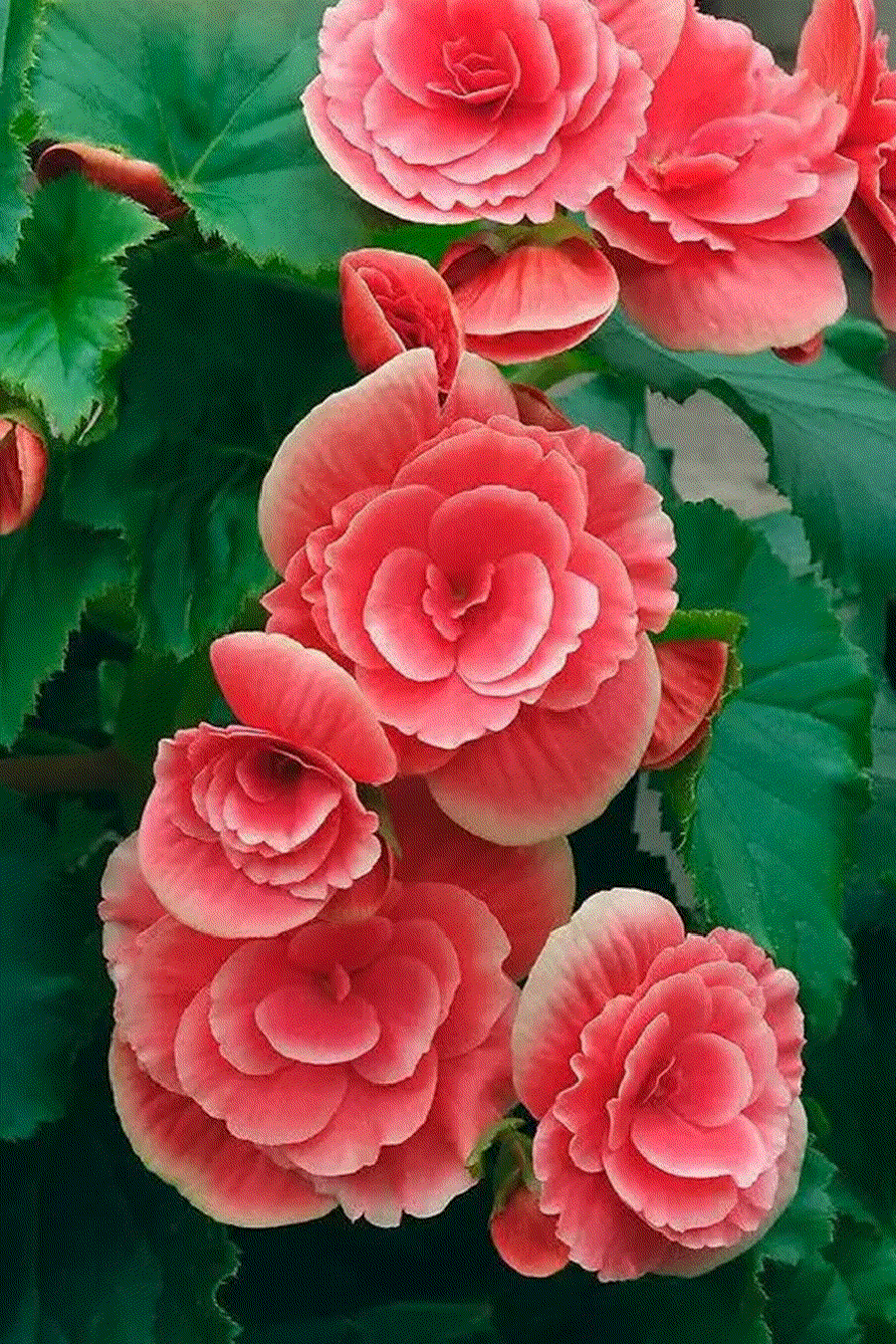 粉嫩欲滴的牡丹花，绽放在绿叶之间，美不胜收！🌸💕