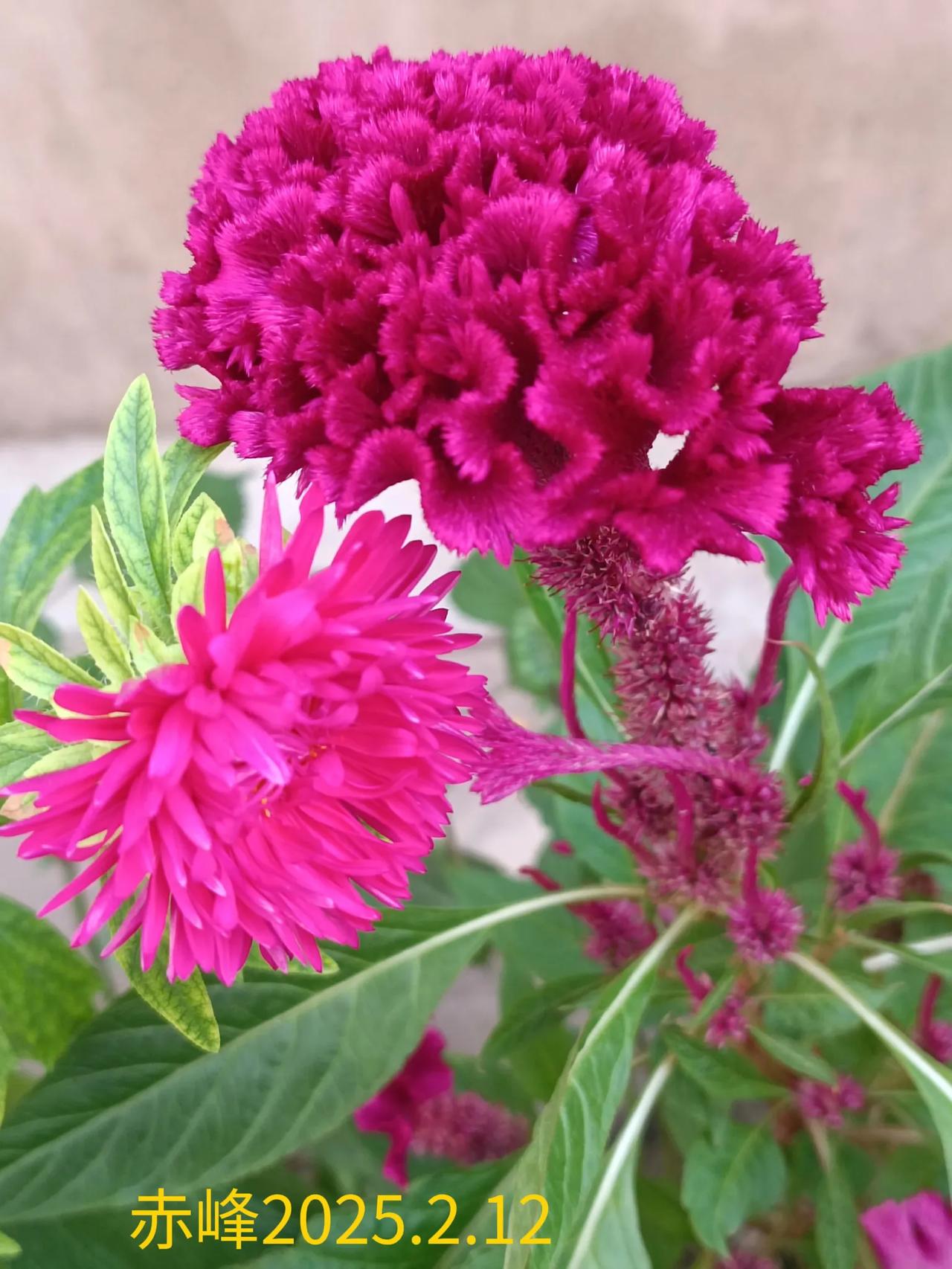 随手拍的花分享略边随拍，美丽鲜花。