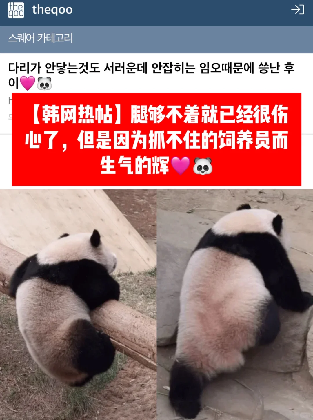🔥韩网热帖｜腿短够不着伤心生气的🐼辉宝