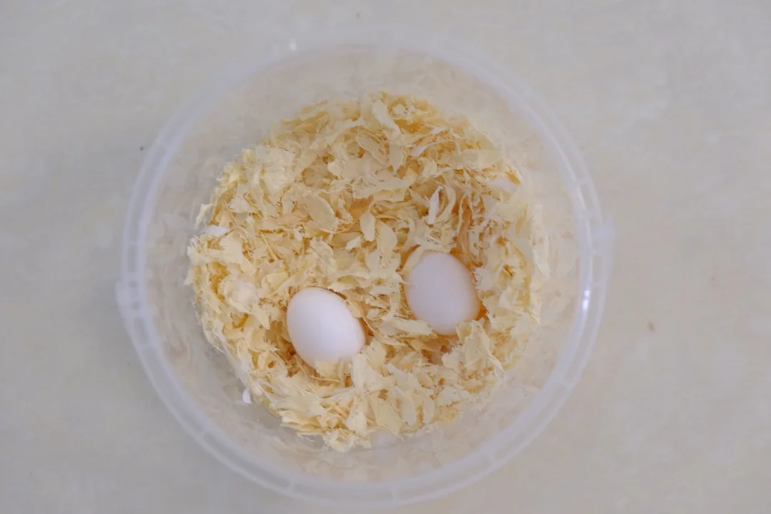 被小心翼翼送走的两颗玄凤鸟蛋