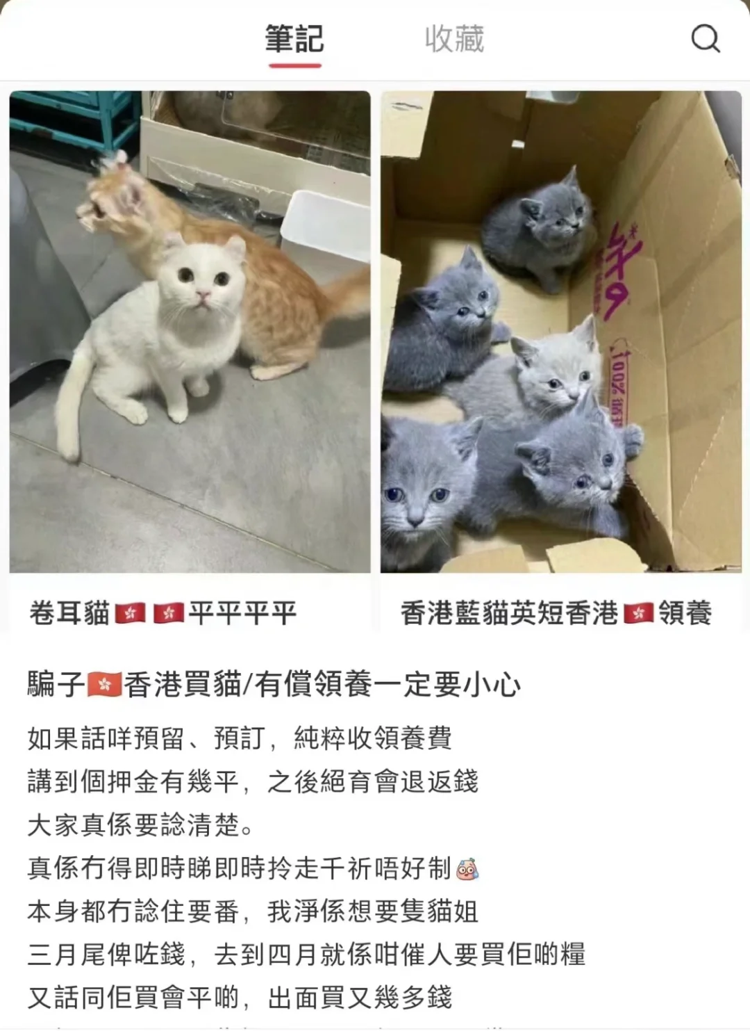 🇭🇰HK買貓💛領養，低糧，平價，騙局‼️