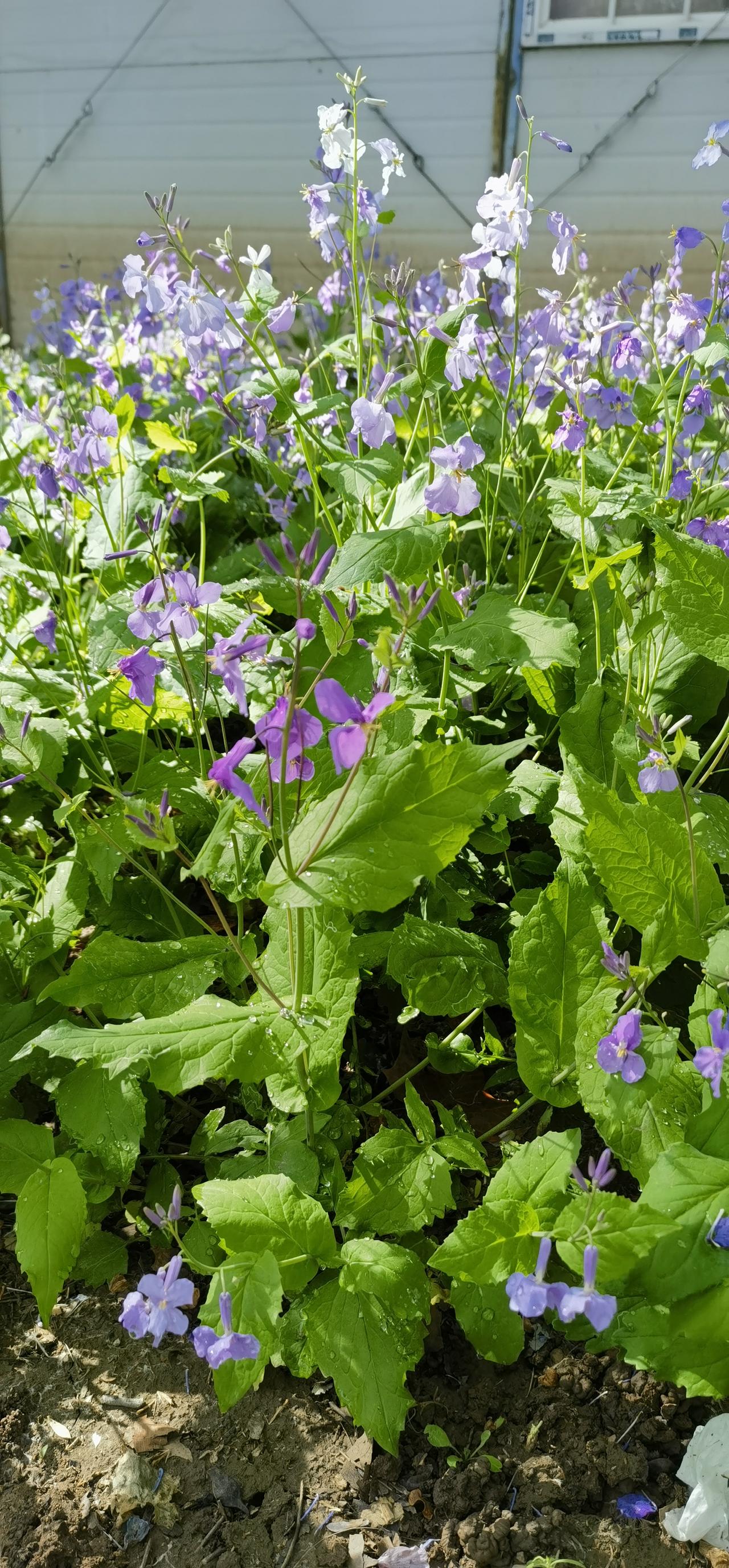 连续三天没见太阳了。
今天早晨一觉醒来，天晴了。
于是吃罢早饭，赶紧去公园遛一圈