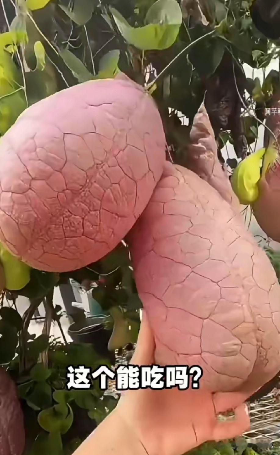 啥东西啊？[what]