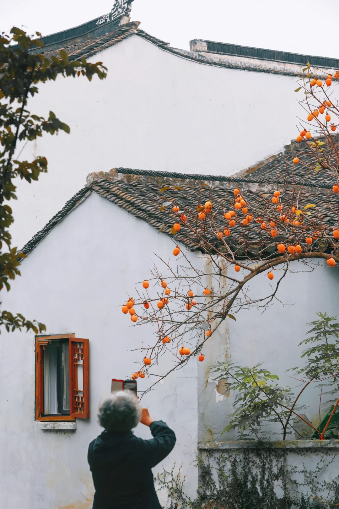 苏州柿子红了🍅许你，许我，许我们柿柿如