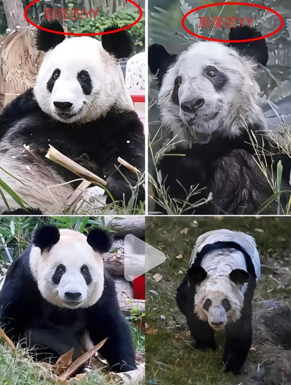 还记得两年前丫丫刚落地那会儿吗？
那个瘦得皮包骨头的样，
我看一眼都不敢看第二眼