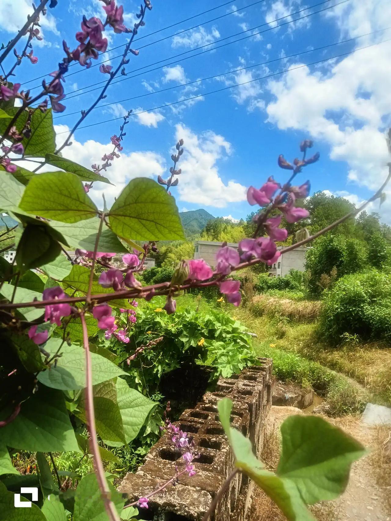 我不会养花，但我会种花，而且其果实还能吃。
朋友们，看看我种的是什么花，你们认识