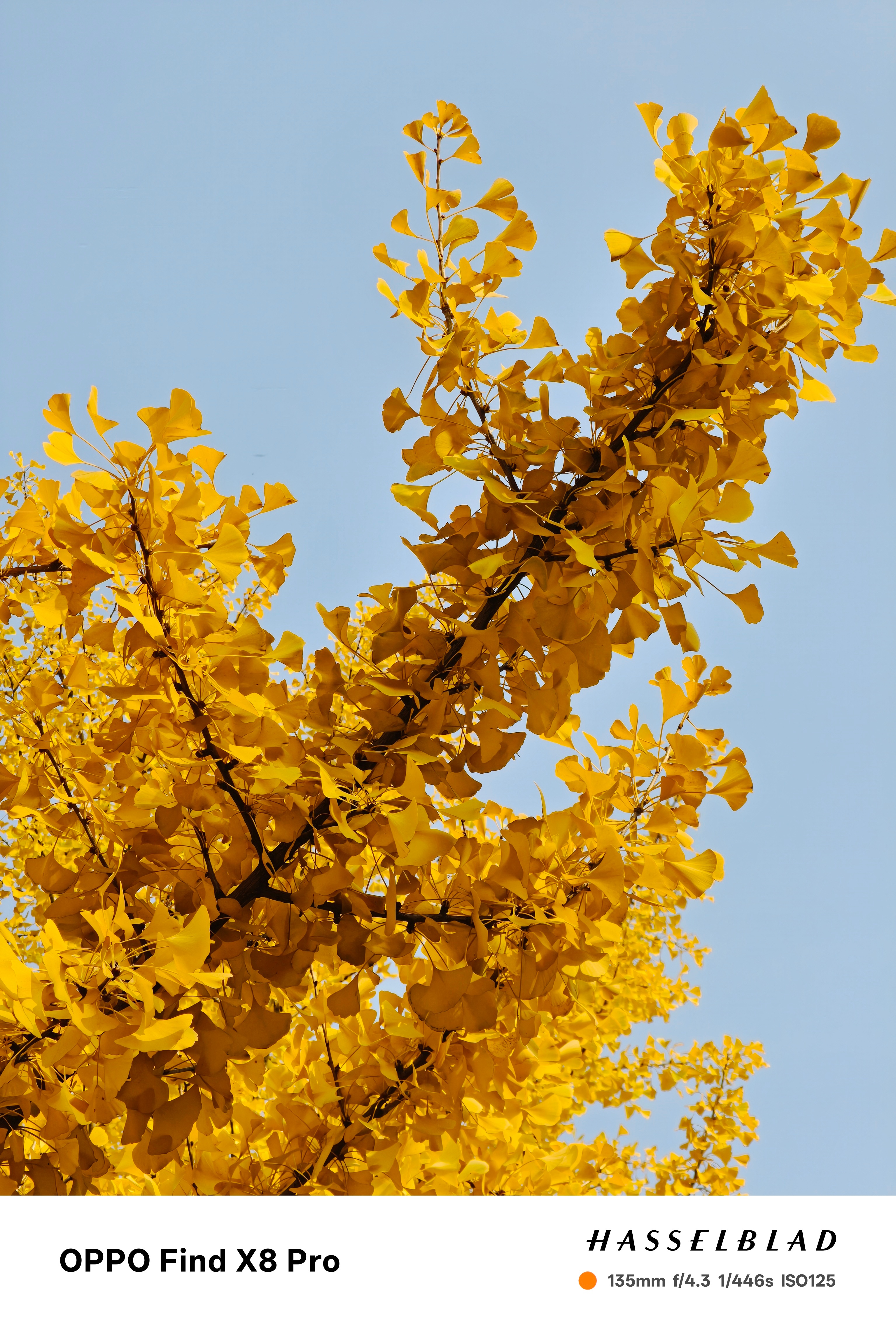又来记录大自然调色板了，看到入住酒店附近有一片银杏树，跑过去记录下一下北京的秋～
