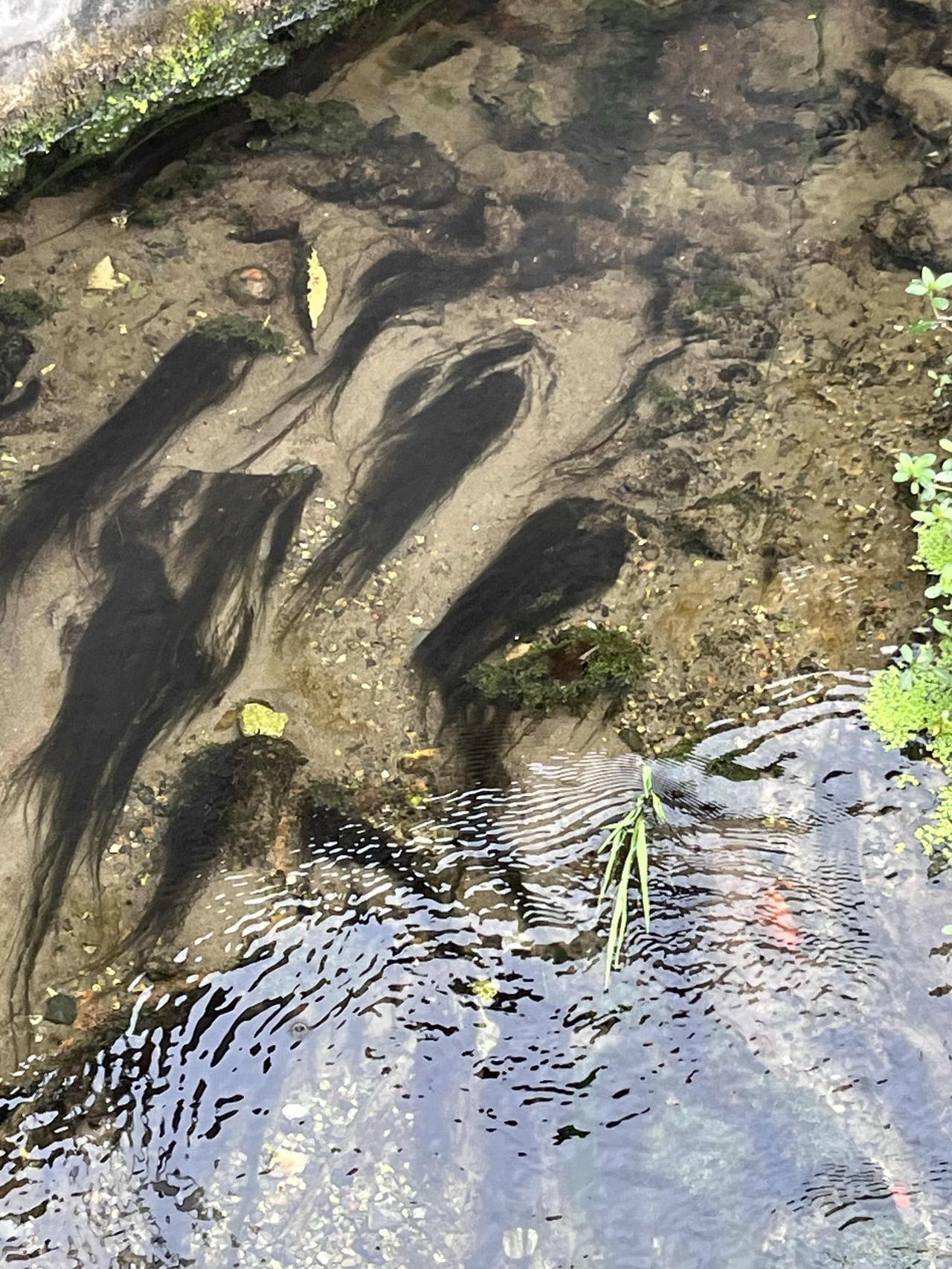 这是不是传说中的草鱼？

如果是的话
清蒸还是红烧比较好？

感觉味道应该很清新