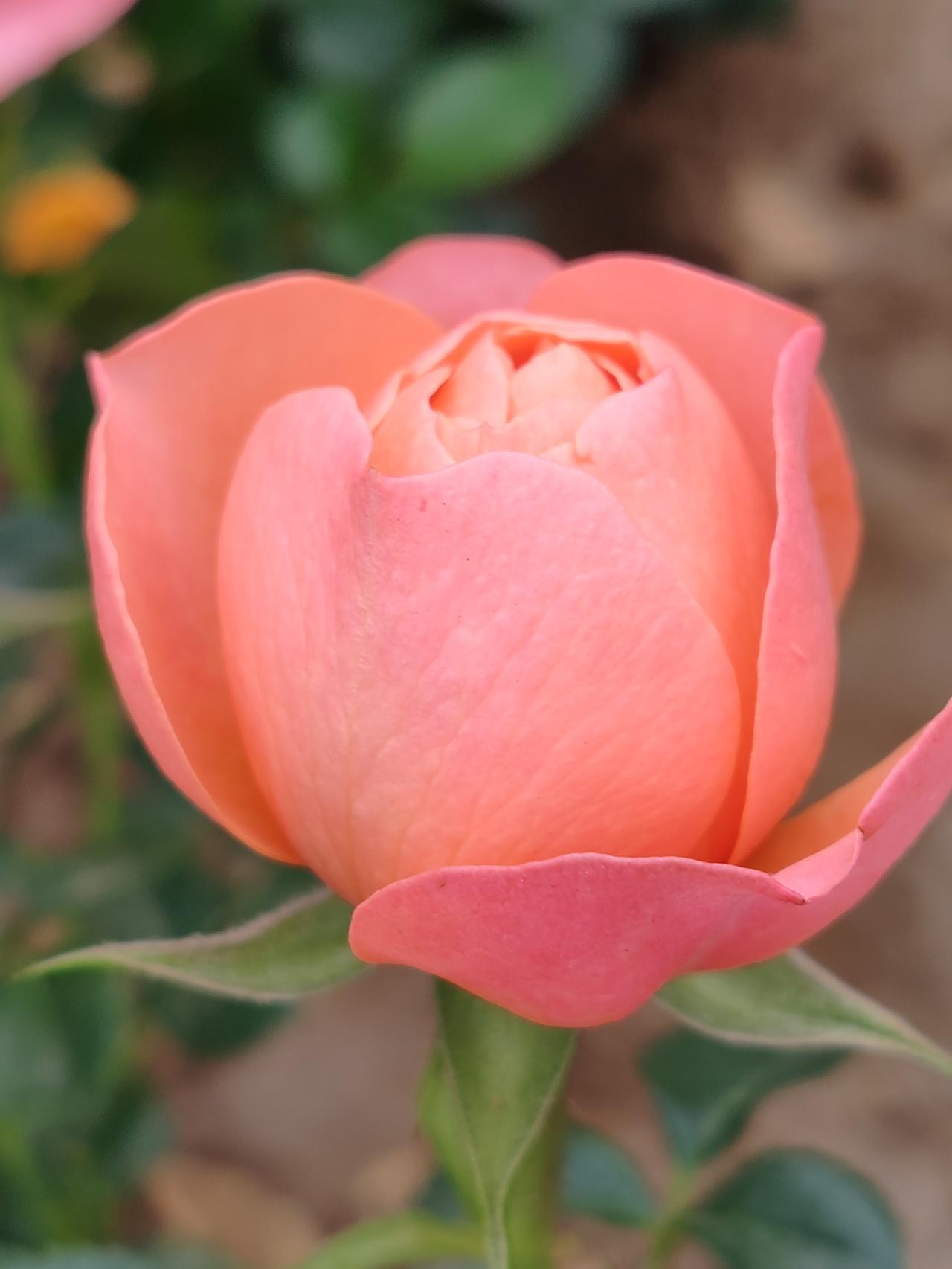 手机随拍一朵花小区里随手拍。