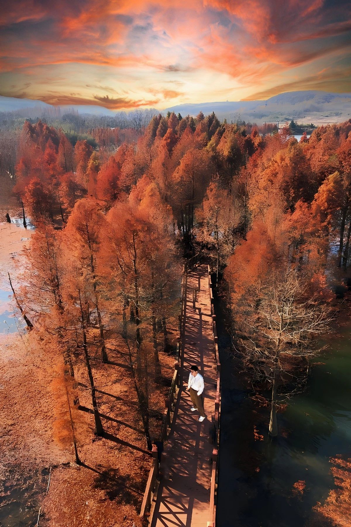 探秘“水上森林”🍂这片红杉太值得一看