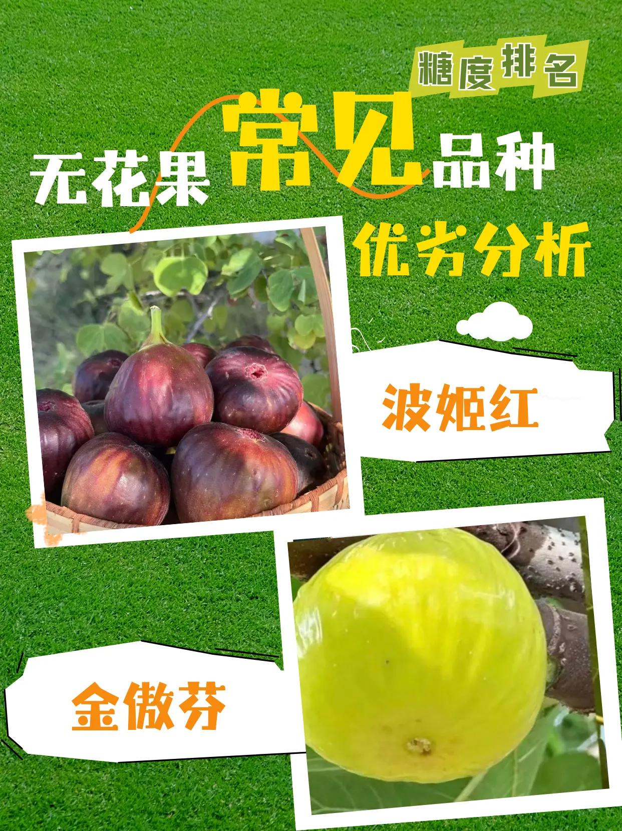 无花果常见品种优劣分析。无花果种植 品种