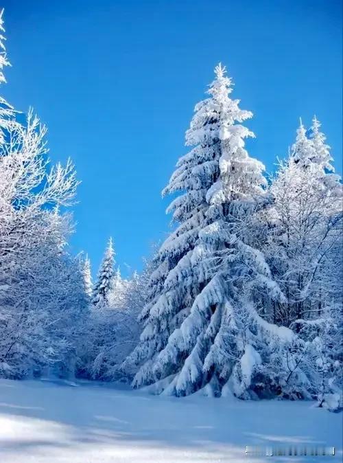 #天南地北大拜年#
五律 雪松
文/范光永
大雪掩苍穹，青松独称雄。
霜枝含翠绿