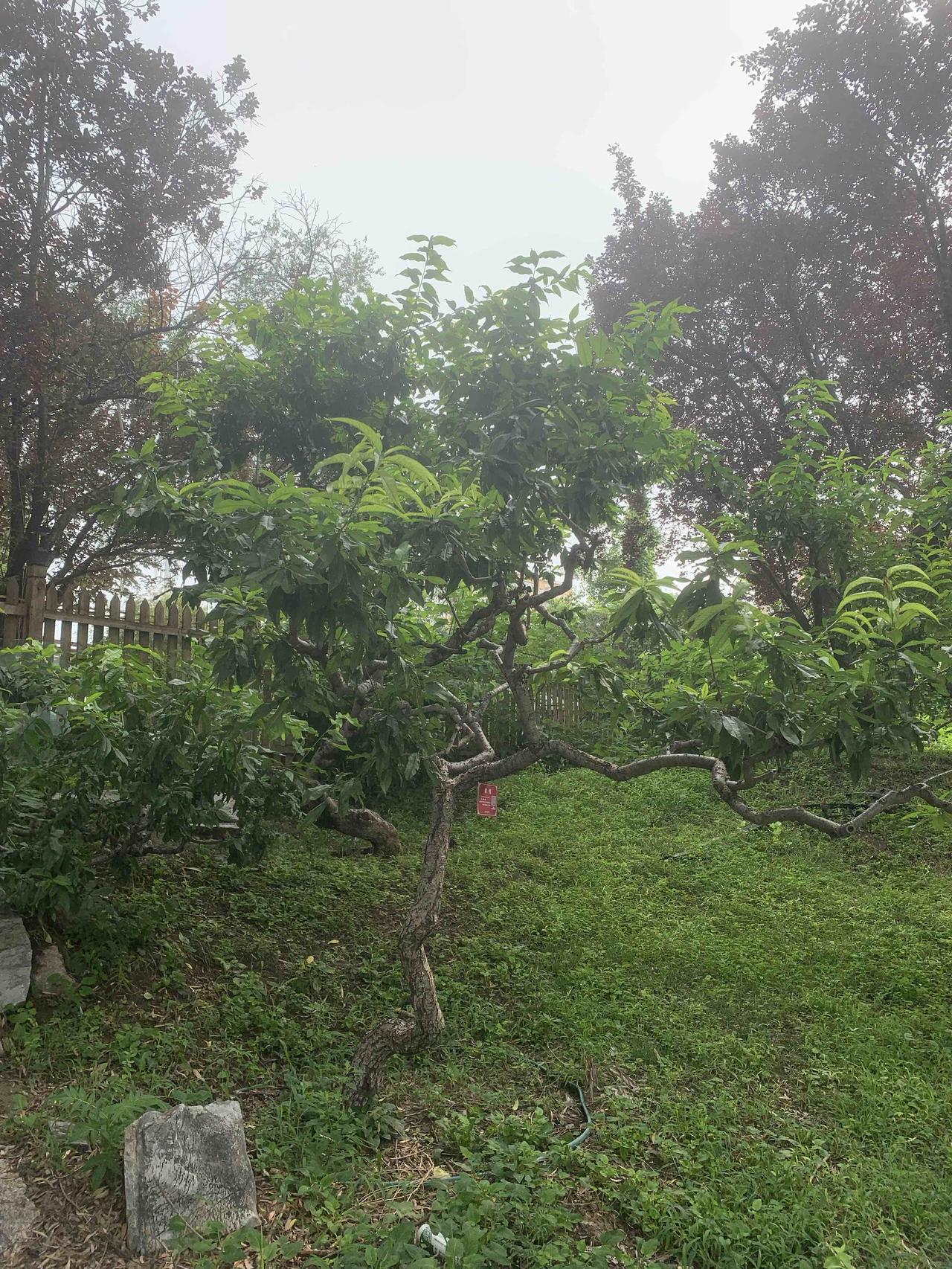 公园美丽景随拍静谧的公园，绿意盎然，树影婆娑，静享悠闲时光。🌳🍃🍃