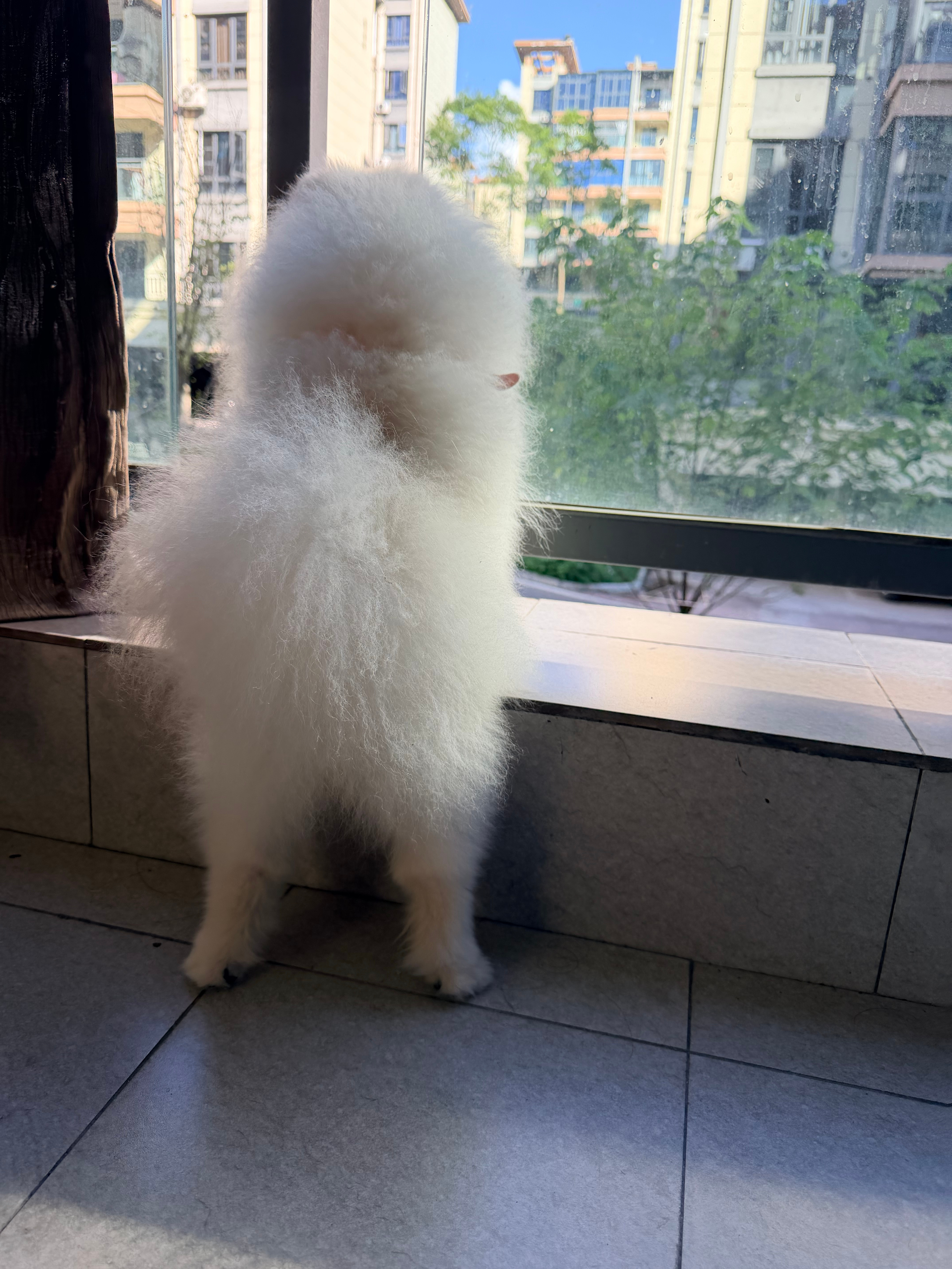 我的小斗 