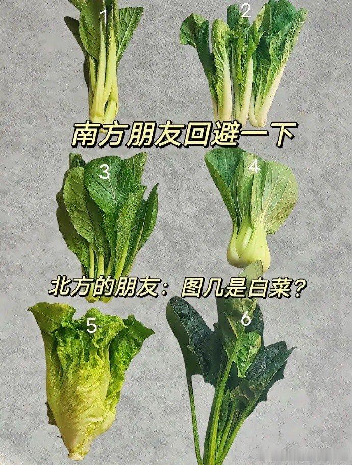 南方的朋友回避一下，北方的朋友回答一下哪个才是白菜？ ​​​