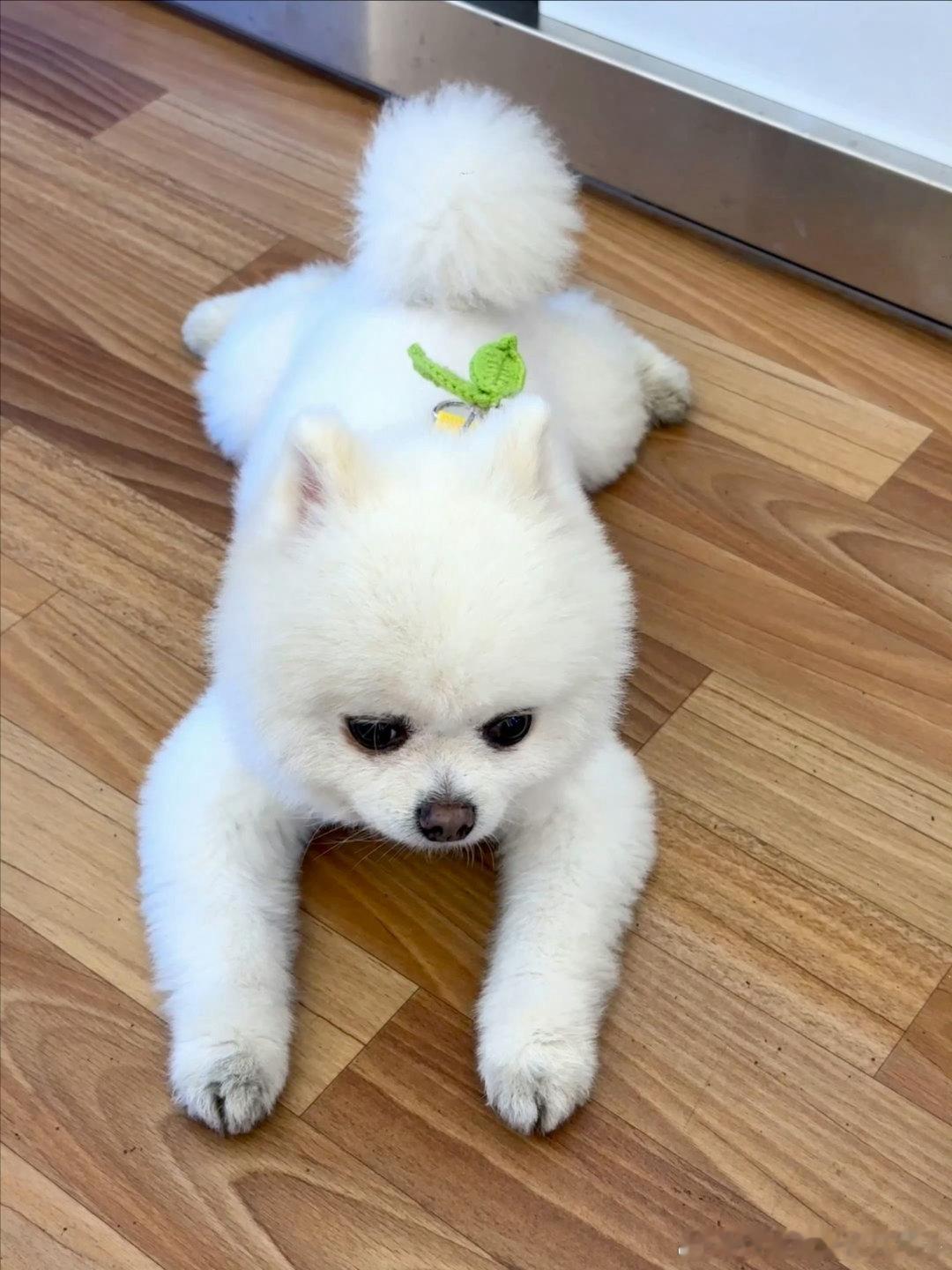 孟子义说宠物是自己选择的家人  没错，孟子义的🐶🐶都是大眼双眼皮的，看得出来