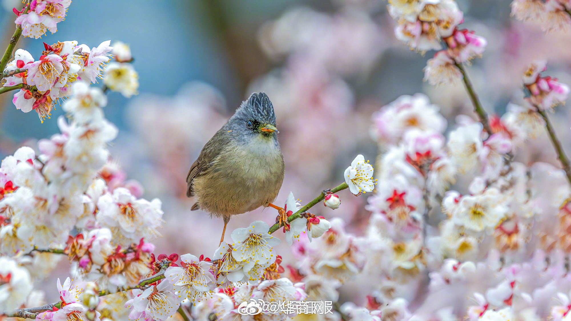 #三秦暮鼓# 【迎接春天！#鸟语花香四个字有画面了#】2月16日，重庆，南川区大