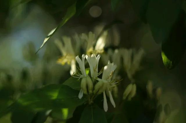 《金银花4》
日暖轻烟细蔓长，
忍冬簇簇蕊丝香。
金银玉魄妍姿影，
仙女采摘晒药