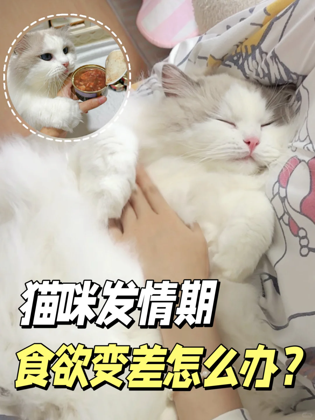 养猫经验分享：猫咪发情期食欲变差怎么办？