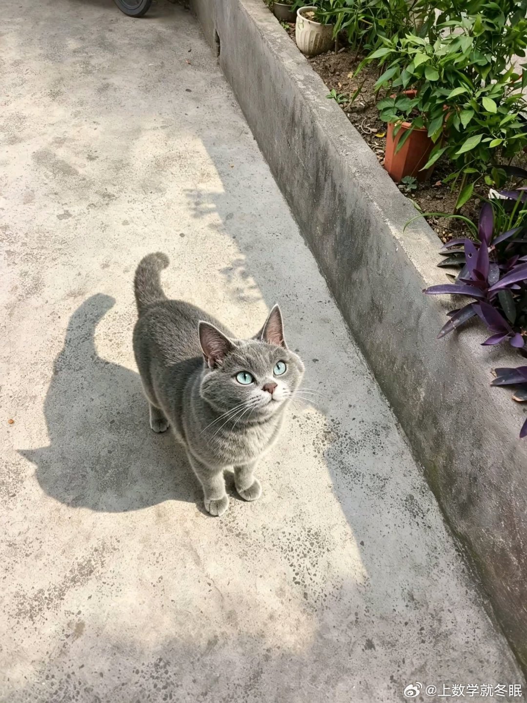 我家猫