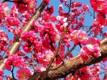 当你未看花时，花与你一同归于尘土，
当你去看花时，花与你一同怒放生命。
这宛如一