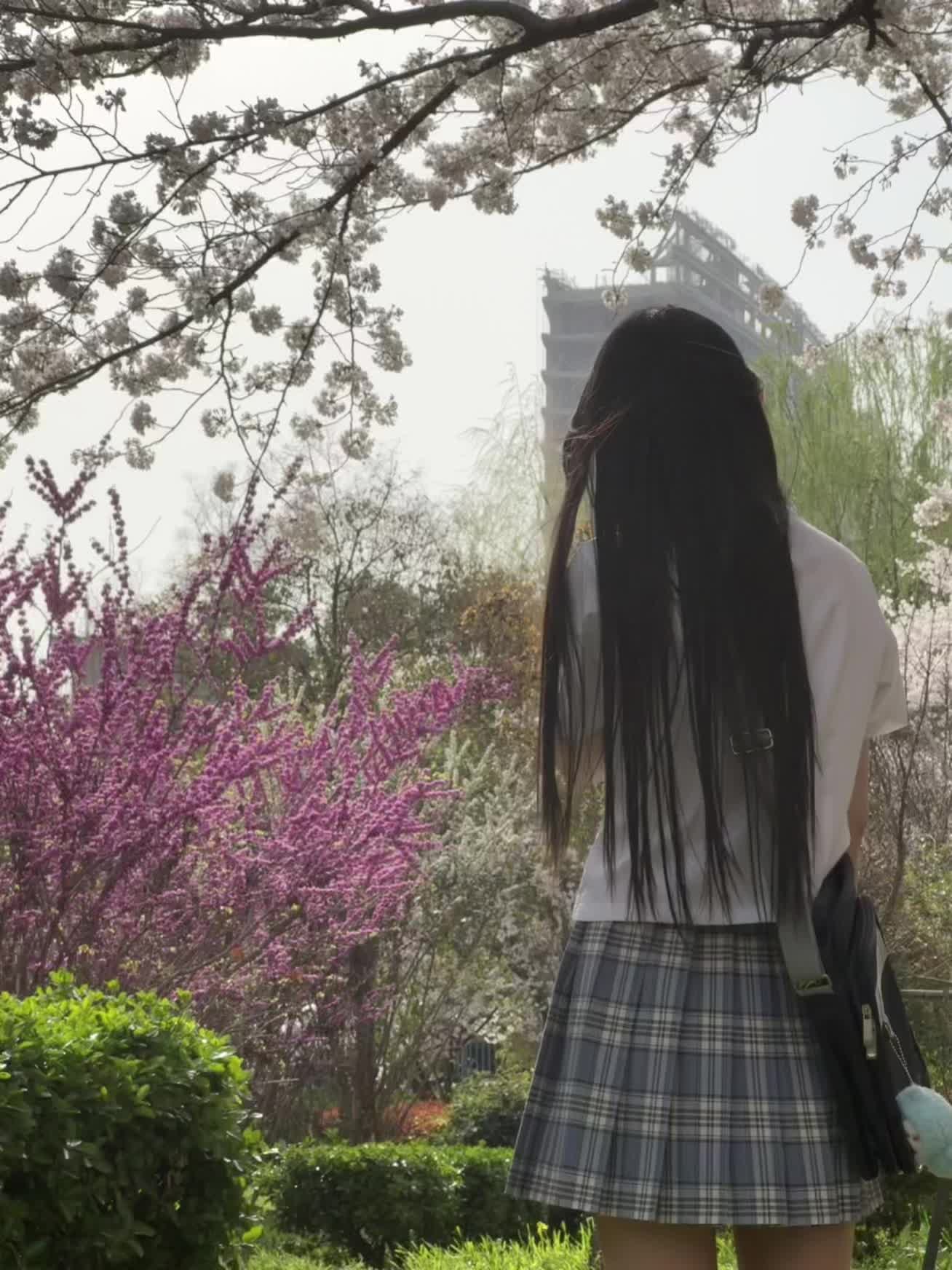 春天。樱花🌸
