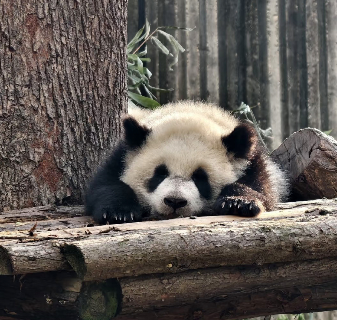 芝芝崽，浓颜系小熊，辨识度很高。🐼 