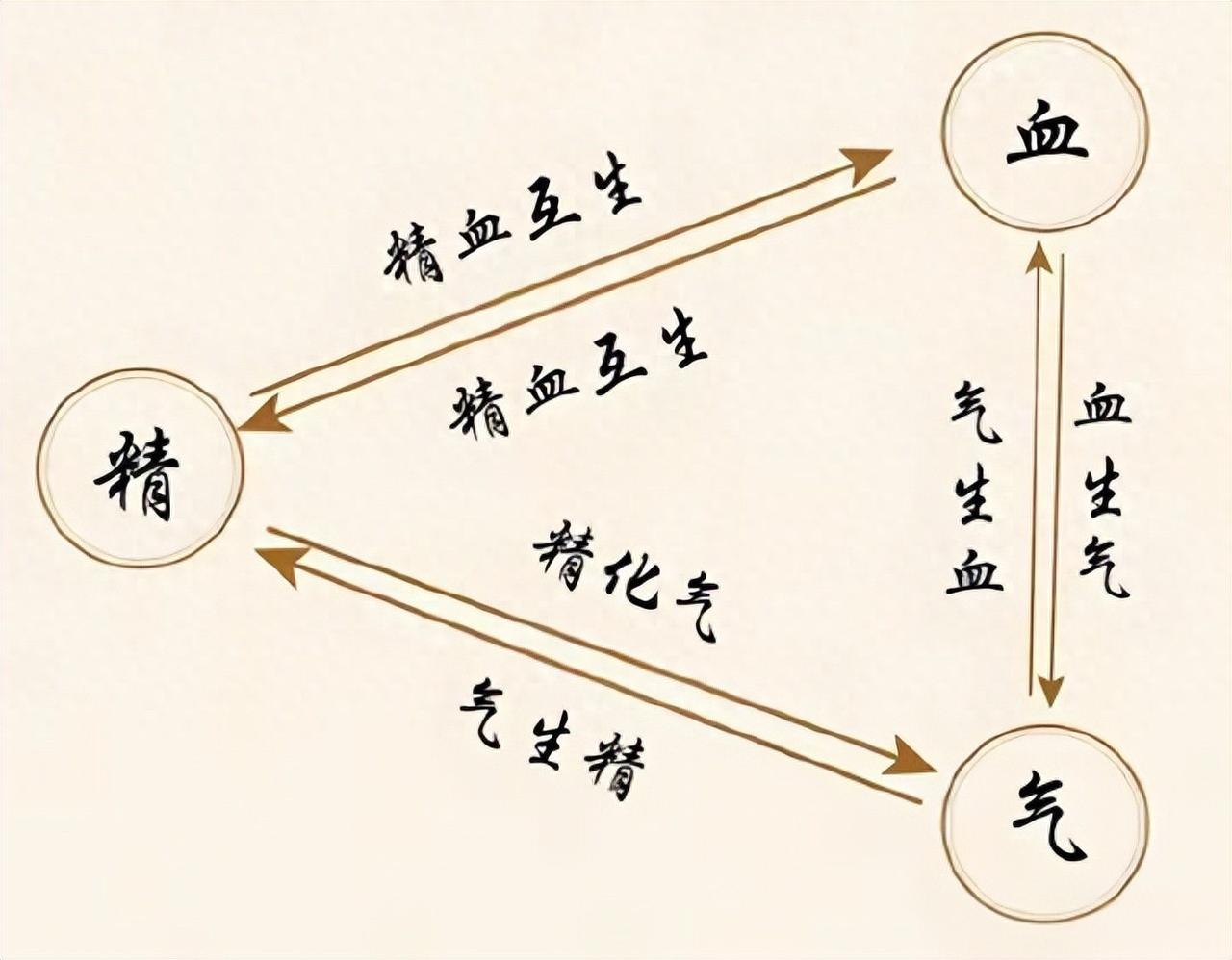 精气血足了，才能越活越年轻！一方补脾 + 补肾 + 养肝，三根同养
我是中医陈大
