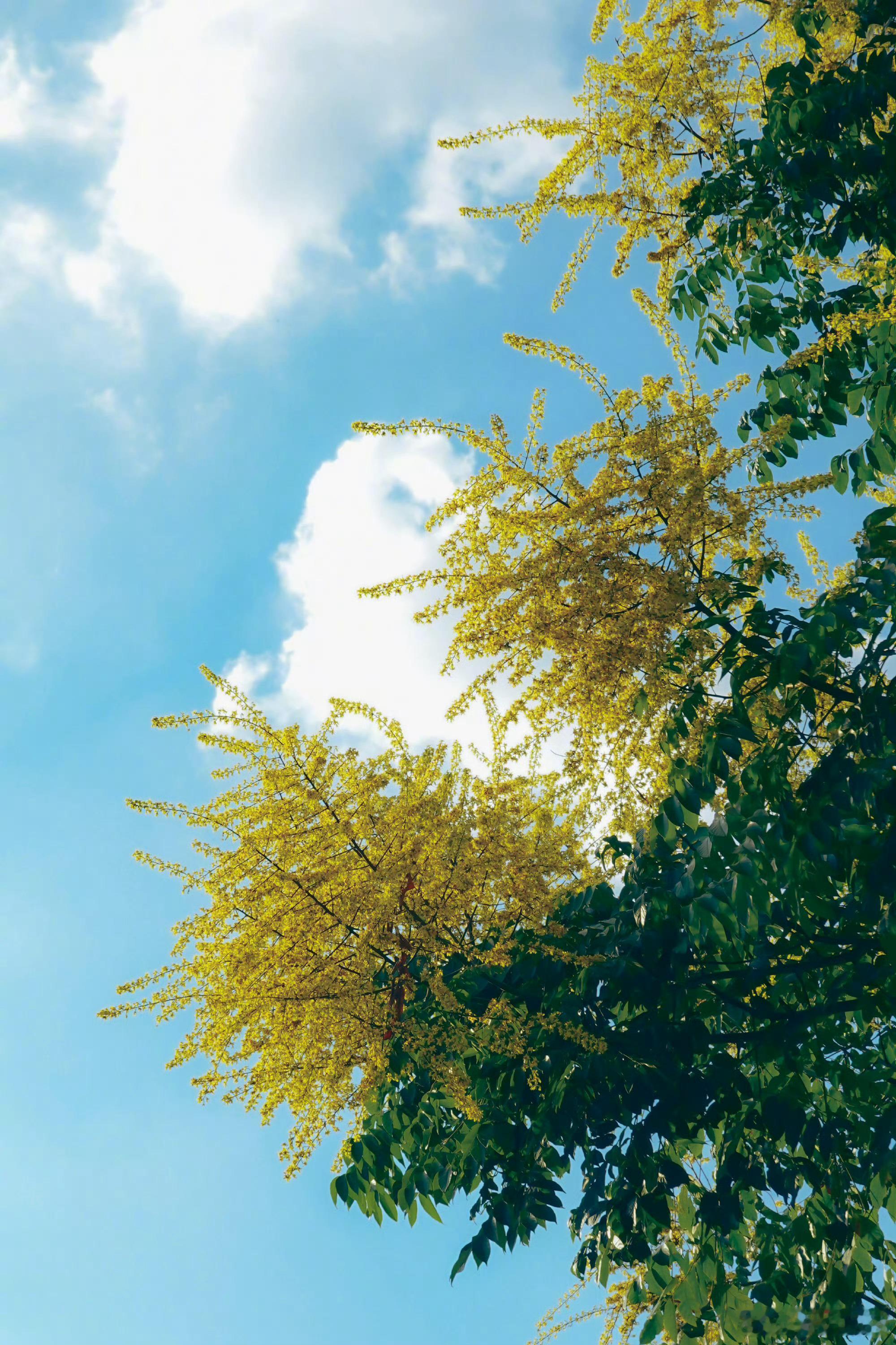 “栾落人间，浅赴初秋。” ​​​
