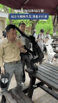 公园饲养员与蜘蛛猴互相抓头发不松手，饲养员说你给我装是不，蜘蛛猴意思是你给我装是