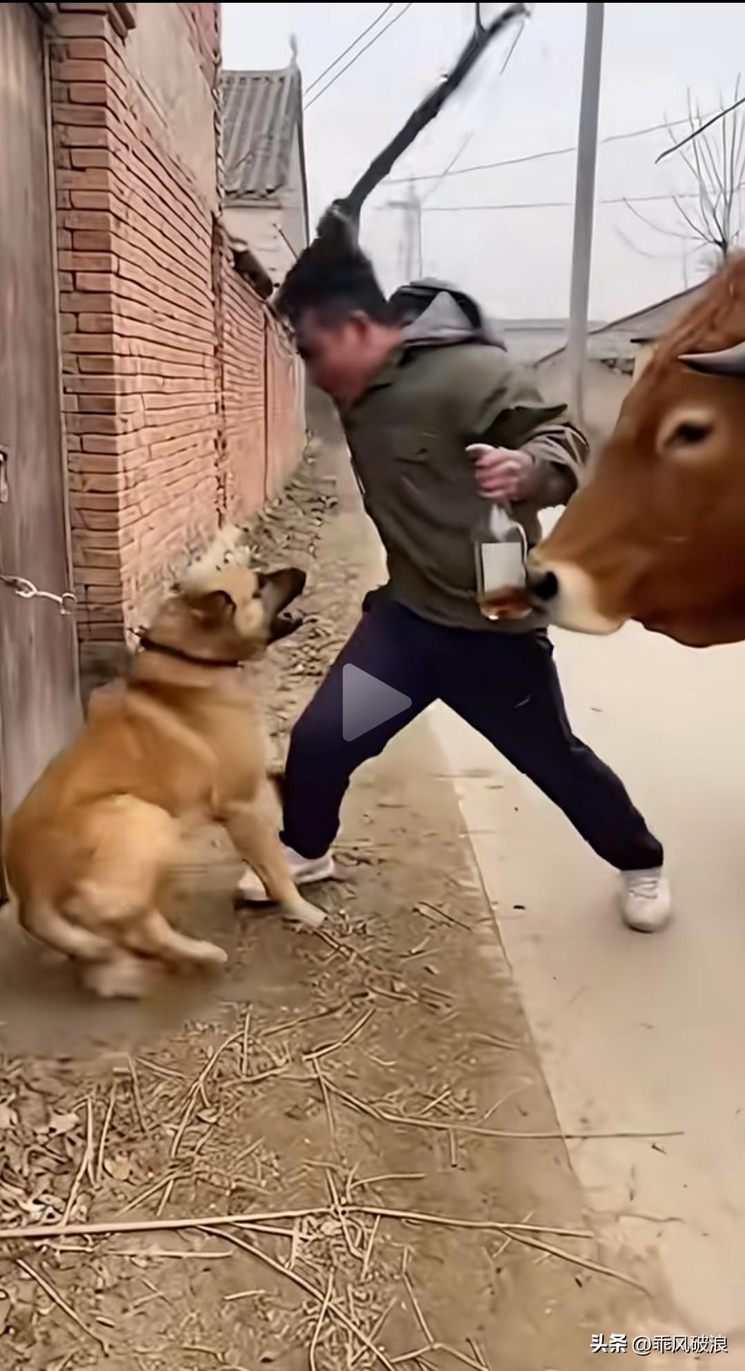 男子手持木棍，对着一只拴在门口看家的狗不断抽打，狗狗疼得惨叫连连。旁边一头颇具灵