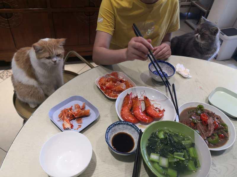 左青龙右白虎，两只为食猫